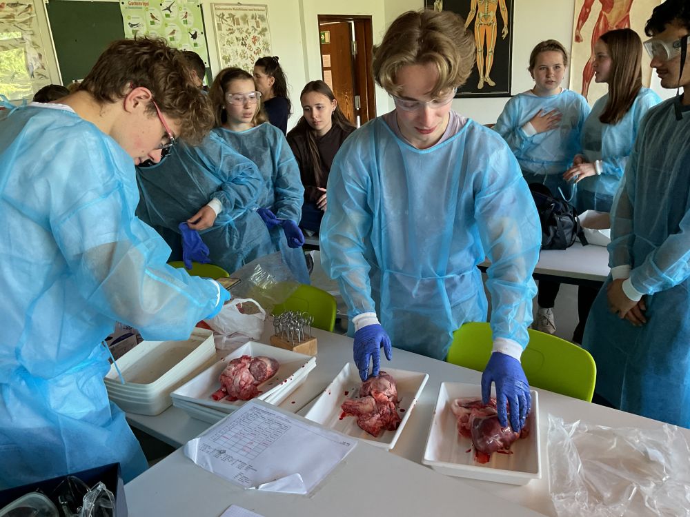 Funktion eines Organs: Ein Schweineherz wird seziert.