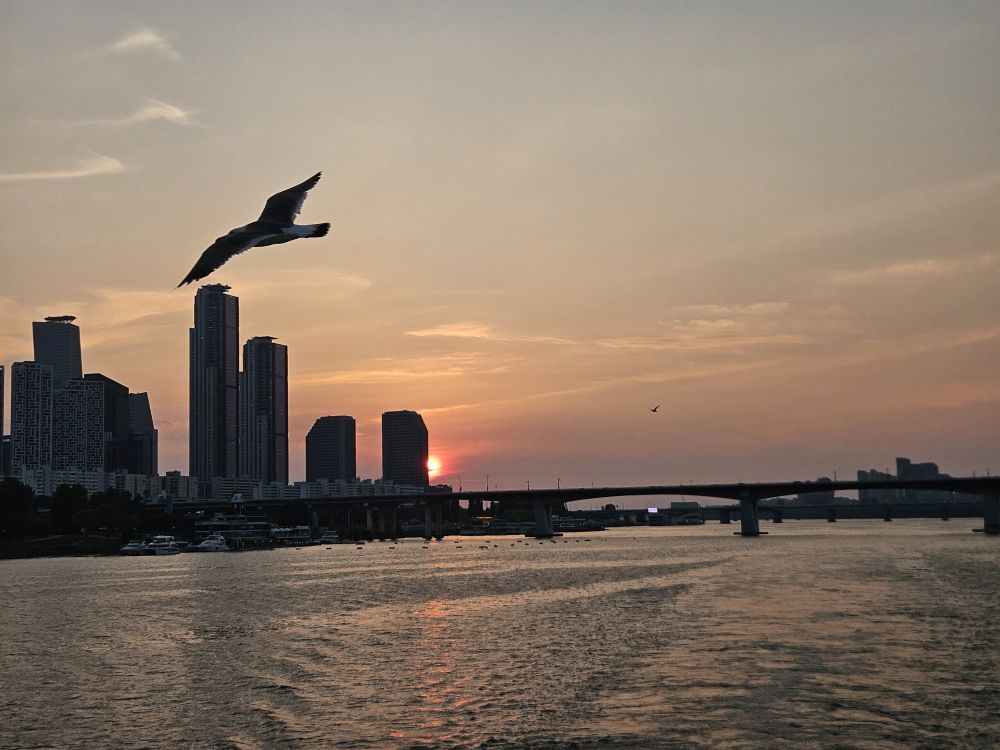Skyline mit Möwe