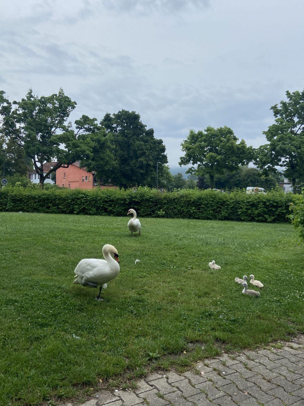 Schwäne und Jungtiere am APG